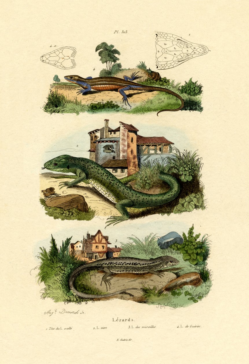 Ještěrka zelená, 1833-39 od French School