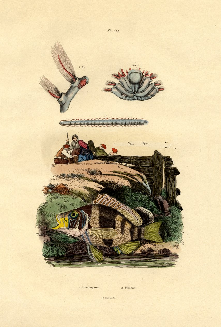 Grouper, 1833-39 od French School