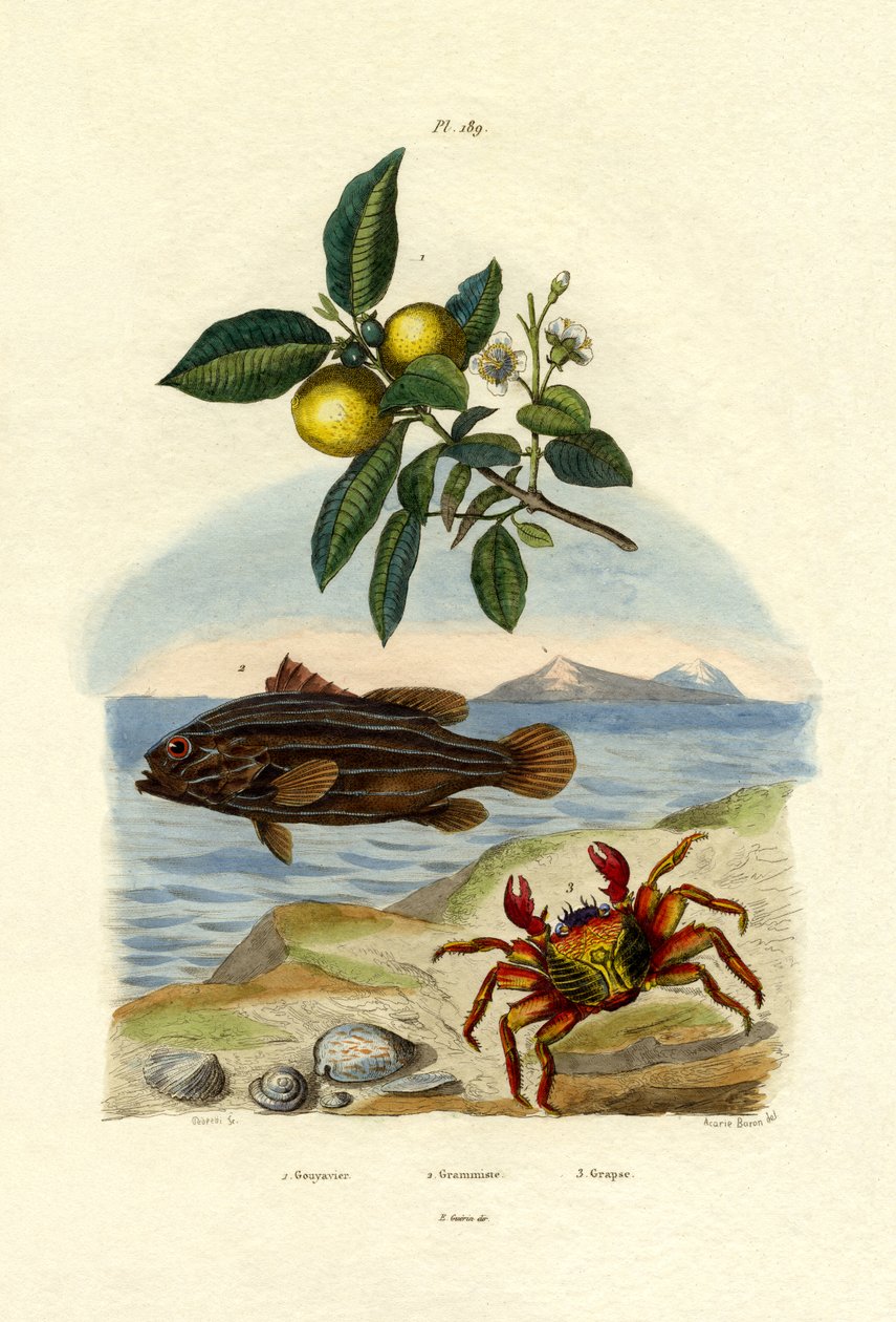 Guava, 1833-39 od French School