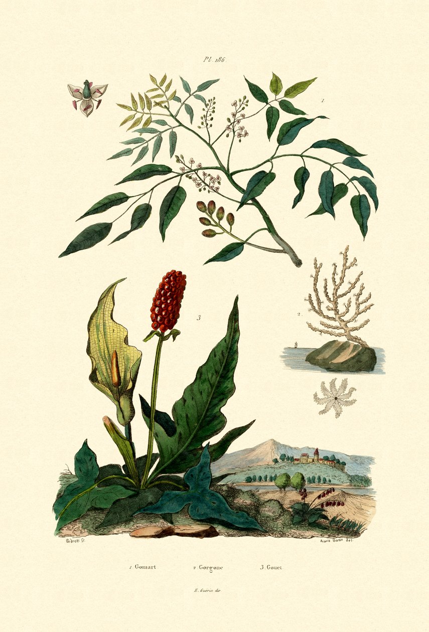 Gumbo Limbo, 1833-39 od French School