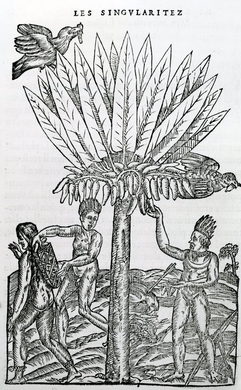 Sklizeň, ilustrace z Singularities of France Antarctica, Andre de Thevet, 1558 od French School