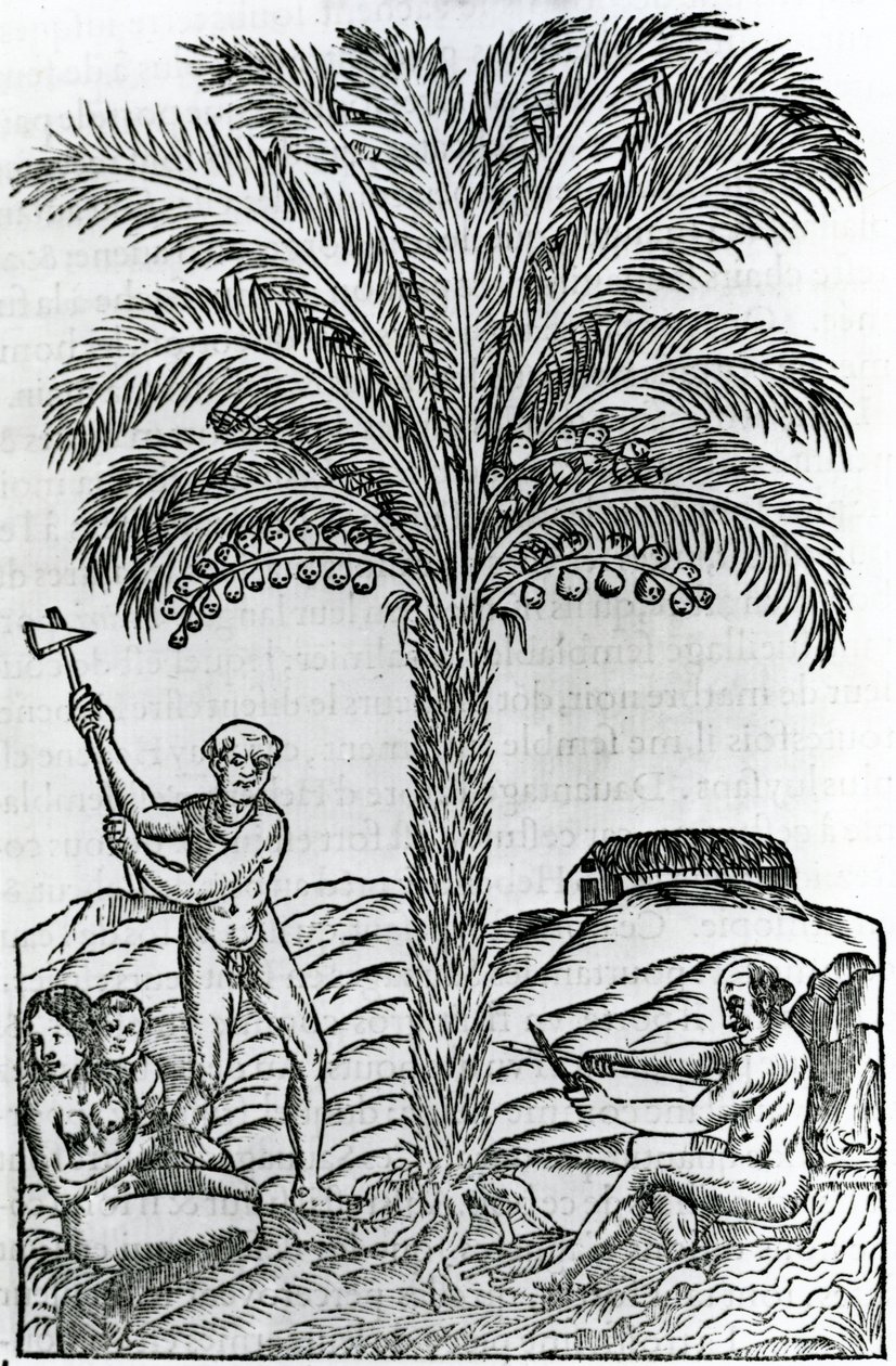 Sklizeň, ilustrace z Singularities of France Antarctica, Andre de Thevet, 1558 od French School