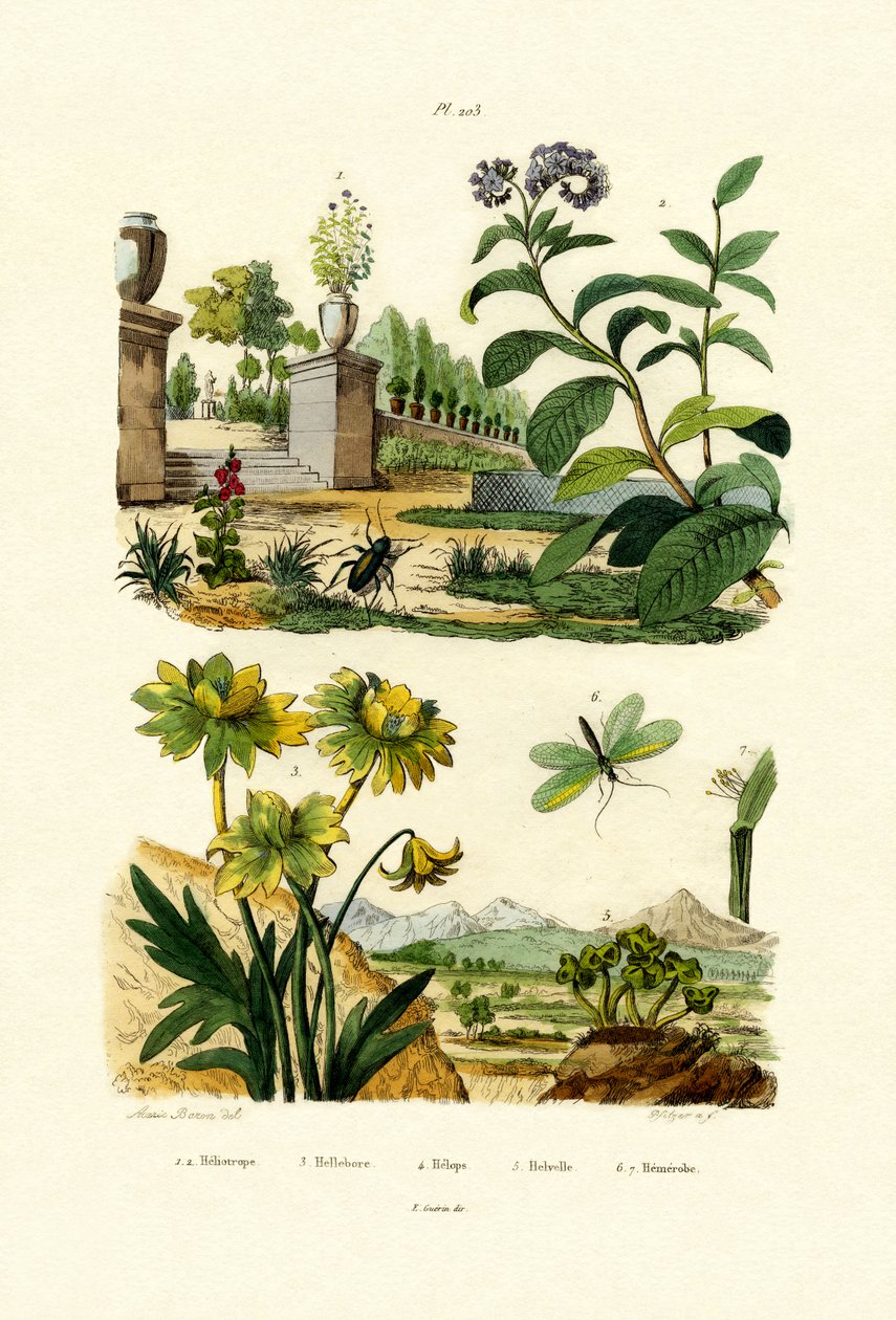 Heliotrop, 1833-39 od French School