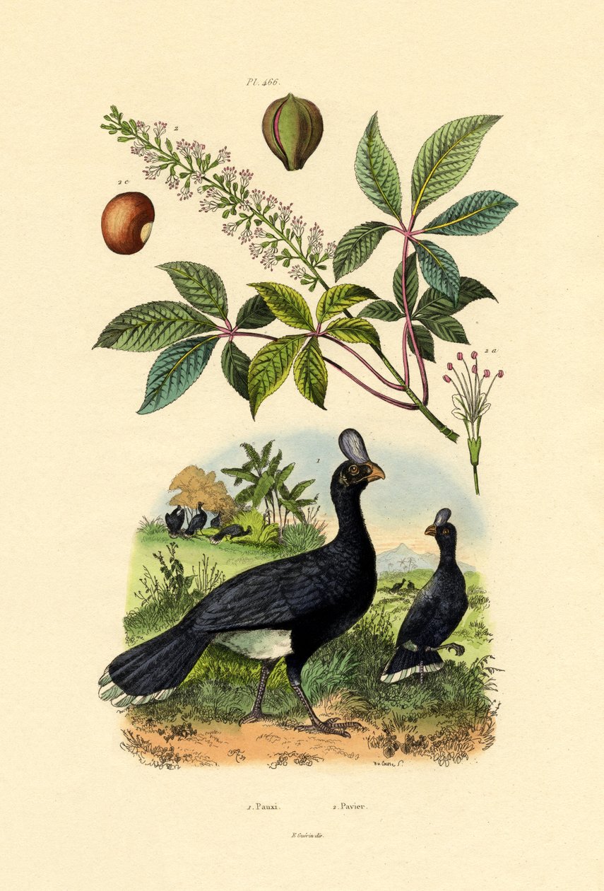 Helmed Curassow, 1833-39 od French School
