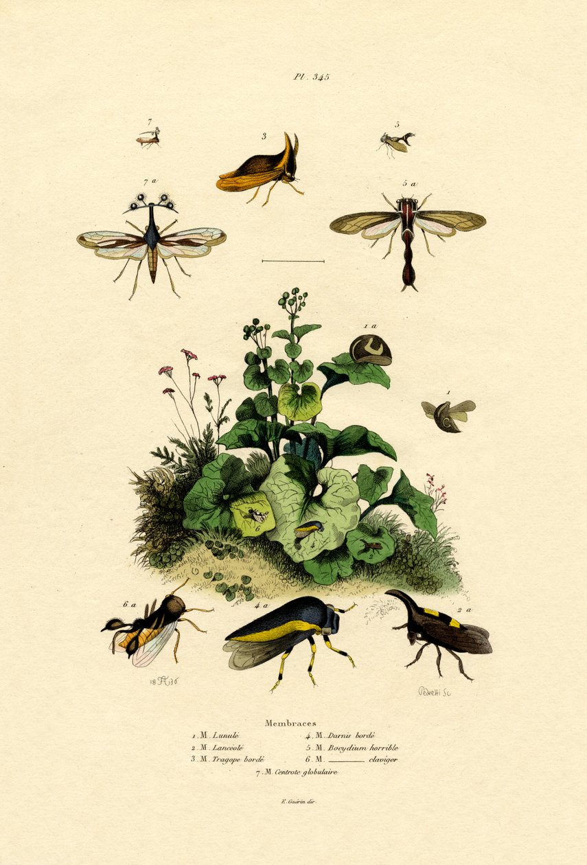 Homoptera, 1833-39 od French School