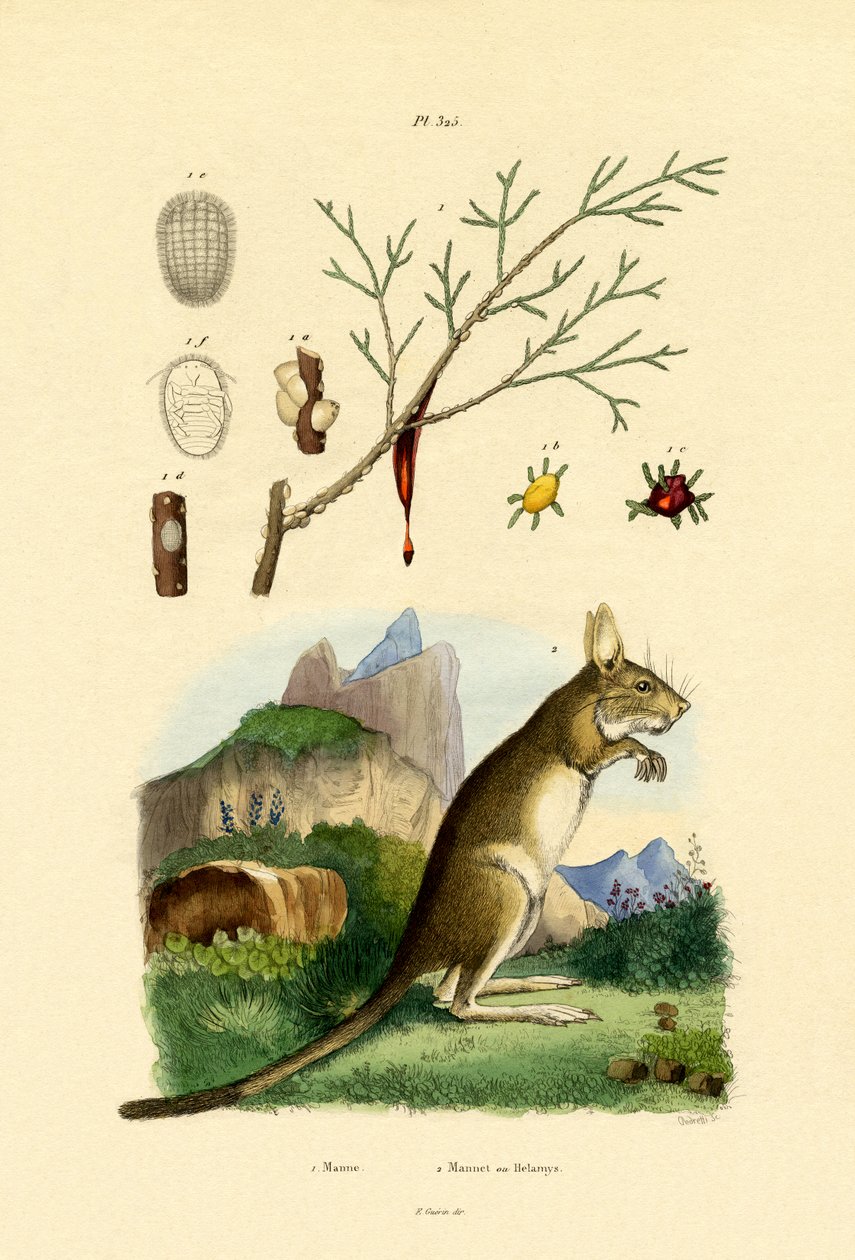 Medovice, 1833-39 od French School