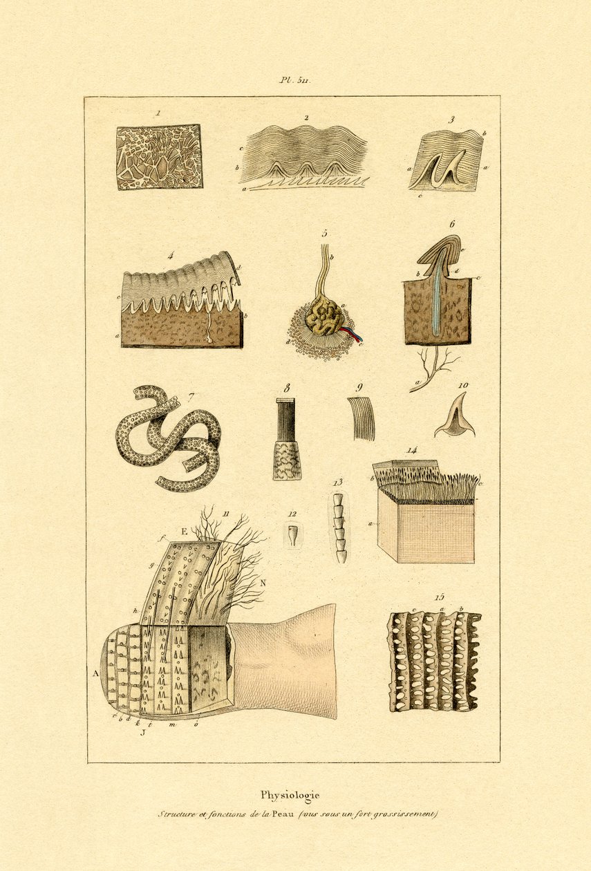 Lidská kůže, 1833-39 od French School