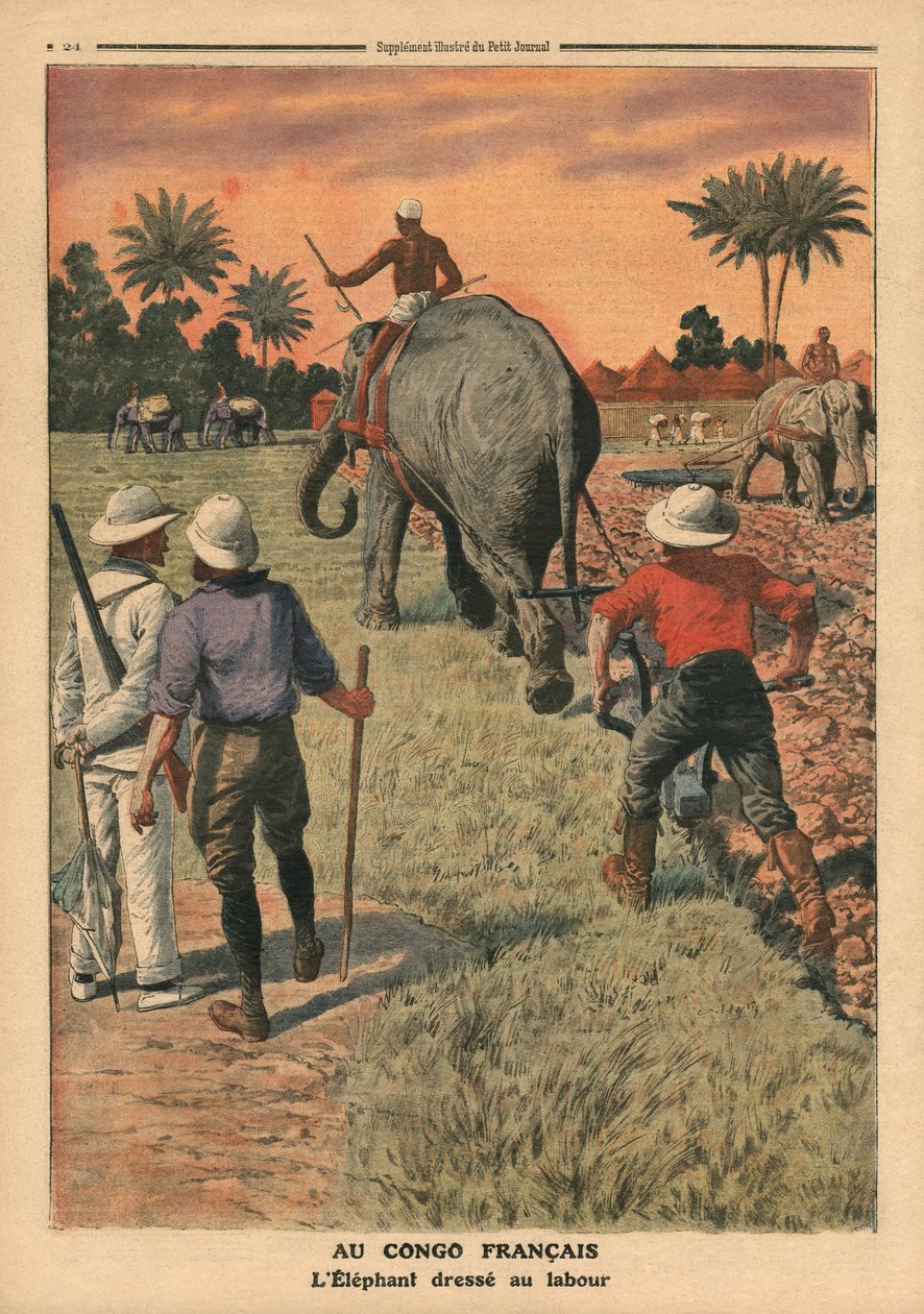 Ve francouzském Kongu, slon cvičený k orbě, ilustrace z "Le Petit Journal", supplement illustre, 15. ledna 1911. od French School