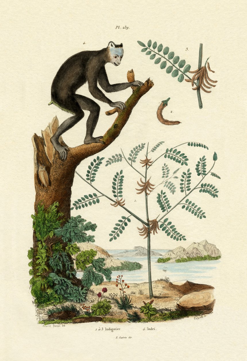 Indigo, 1833-39 od French School