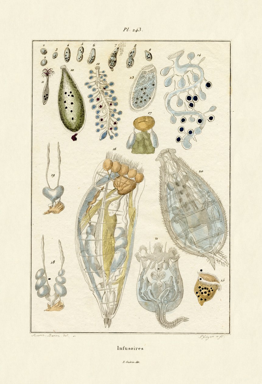 Infusoria, 1833-39 od French School