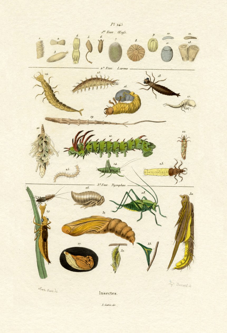 Hmyz, 1833-39 od French School