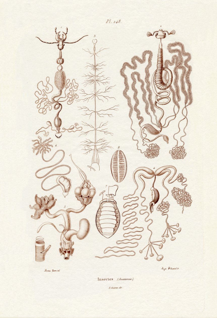 Hmyz, 1833-39 od French School