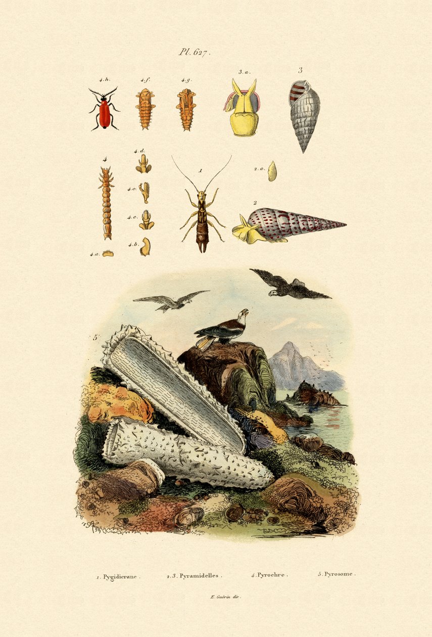 Hmyz, 1833-39 od French School