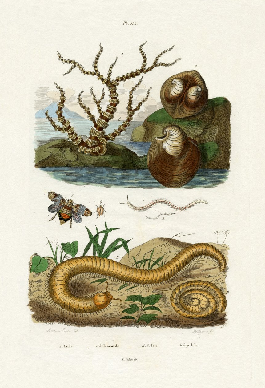 Isis Coral, 1833-39 od French School