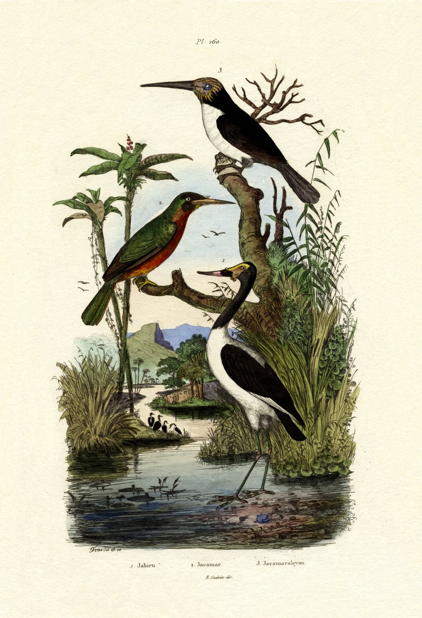 Jabiru, 1833-39 od French School