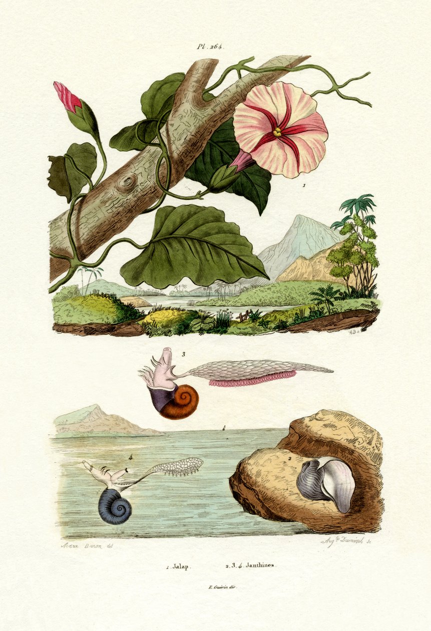 Jalap, 1833-39 od French School