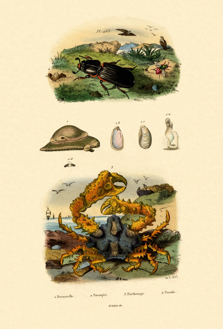 Jewel Wasp, 1833-39 od French School
