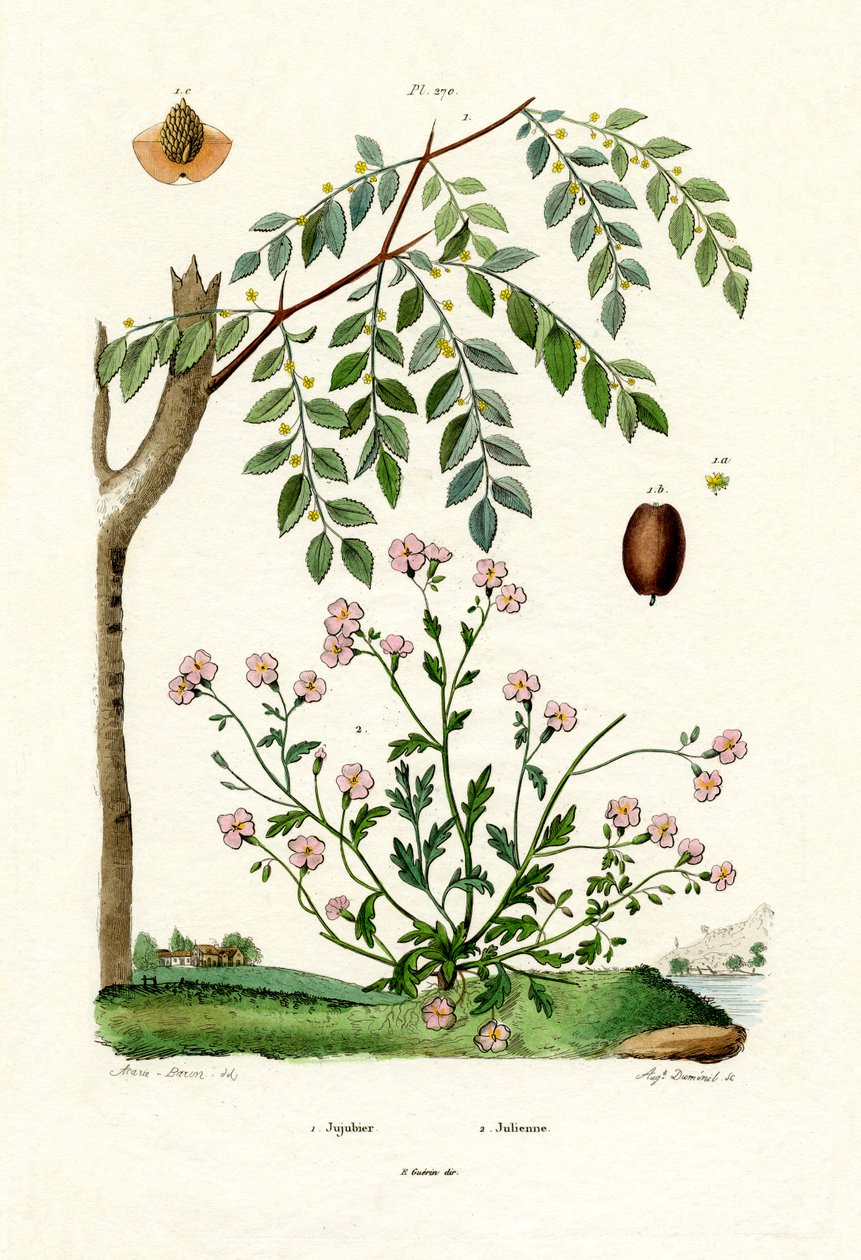 Jujube, 1833-39 od French School