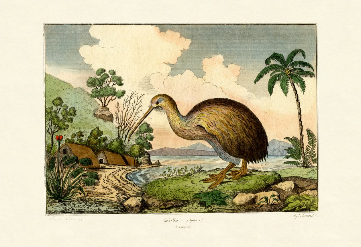 Kiwi, 1833-39 od French School
