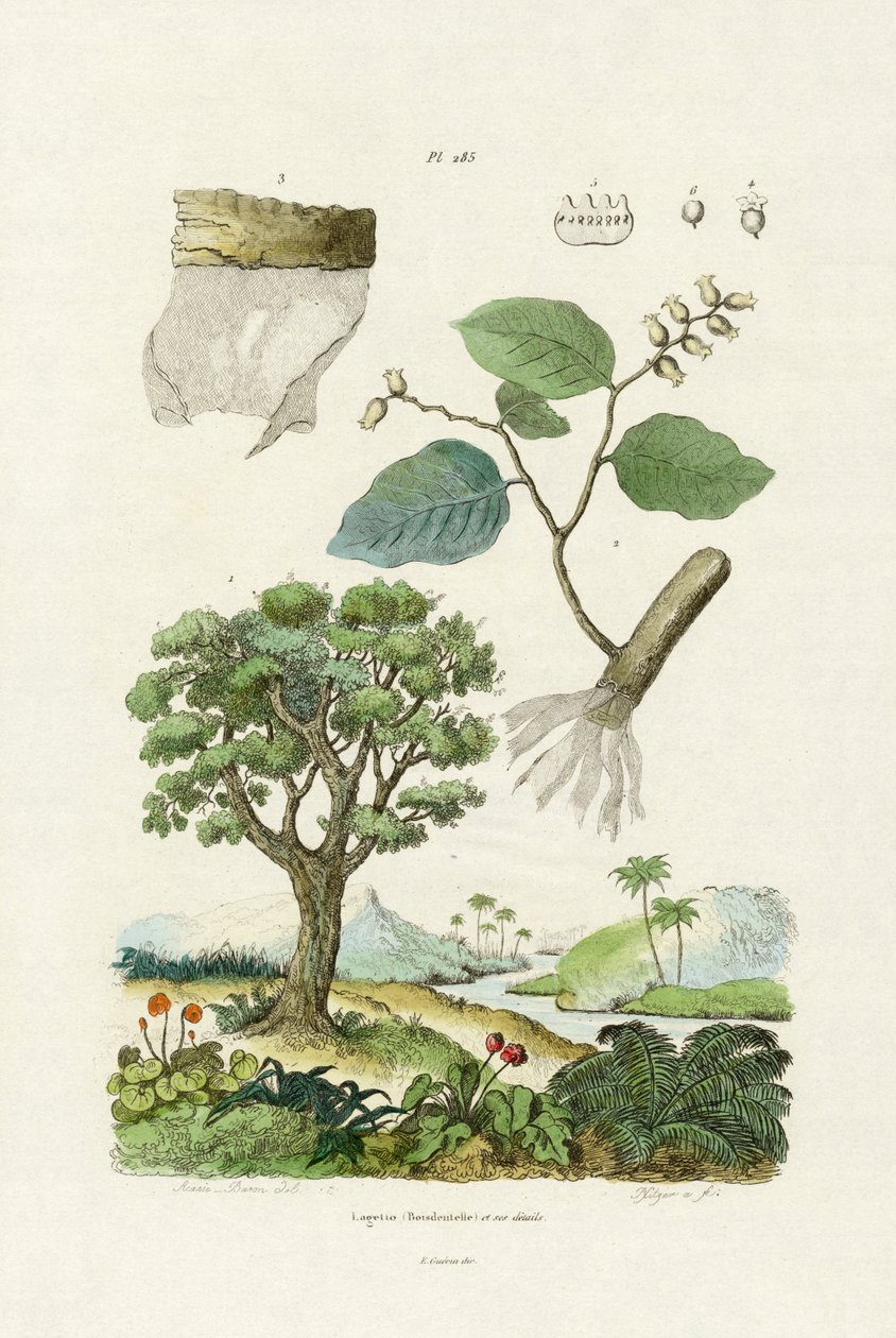 Strom Lacebark, 1833-39 od French School