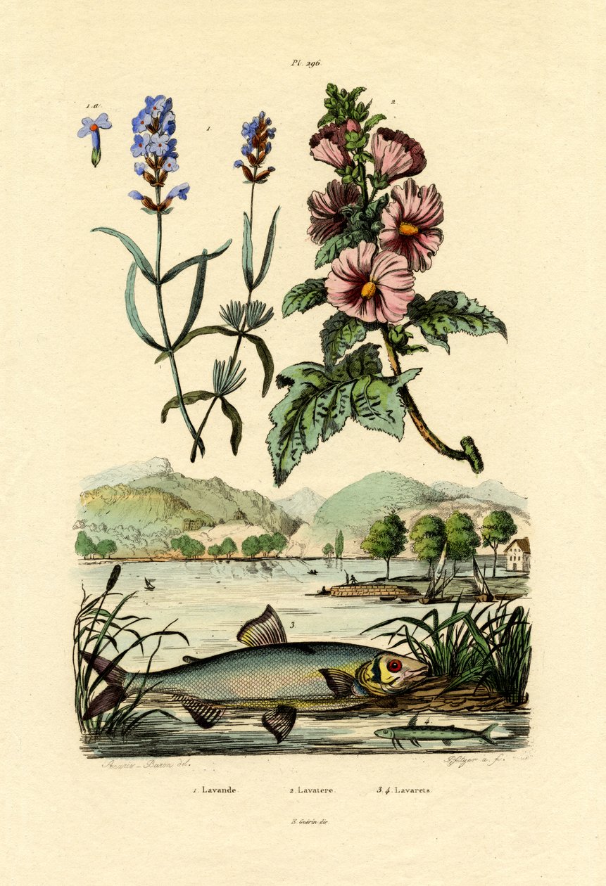 Levandule, 1833-39 od French School