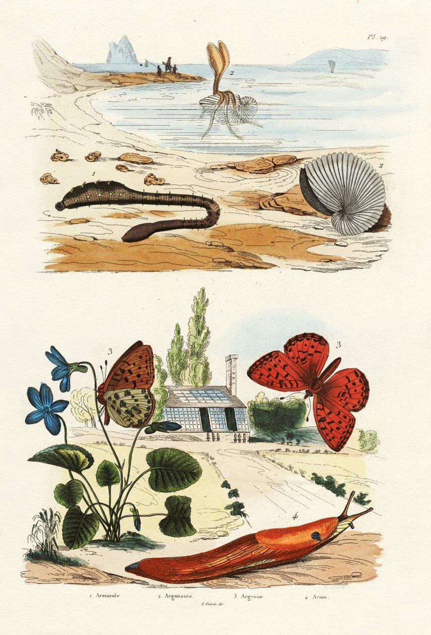 Plicní červ, 1833-39 od French School