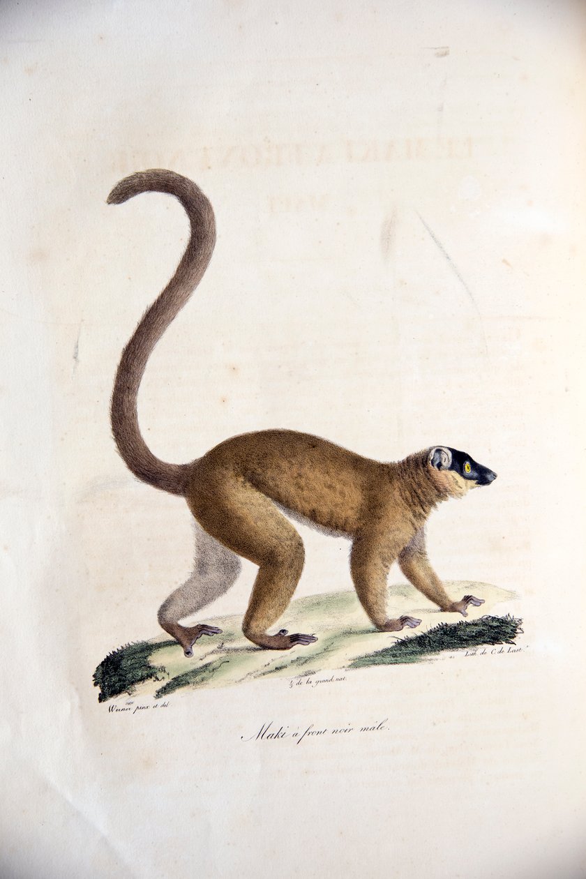 Samec lemura hnědého, z Histoire Naturelle des Mammifères, avec des figure originales, Étienne Geoffroy Saint-Hilaire & Frédéric Cuvier, 1824-42 od French School