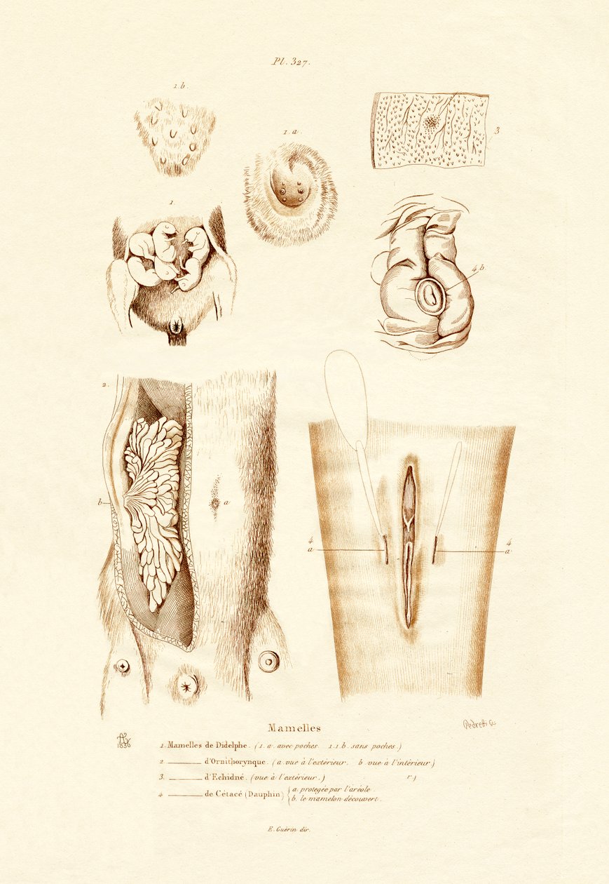 Mléčné žlázy, 1833-39 od French School