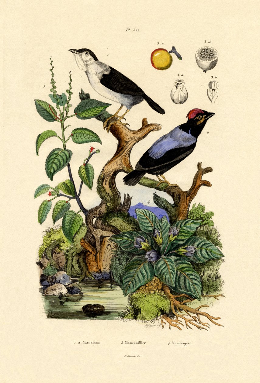 Manakins, 1833-39 od French School
