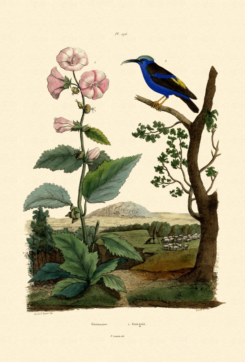 Marsh Mallow, 1833-39 od French School