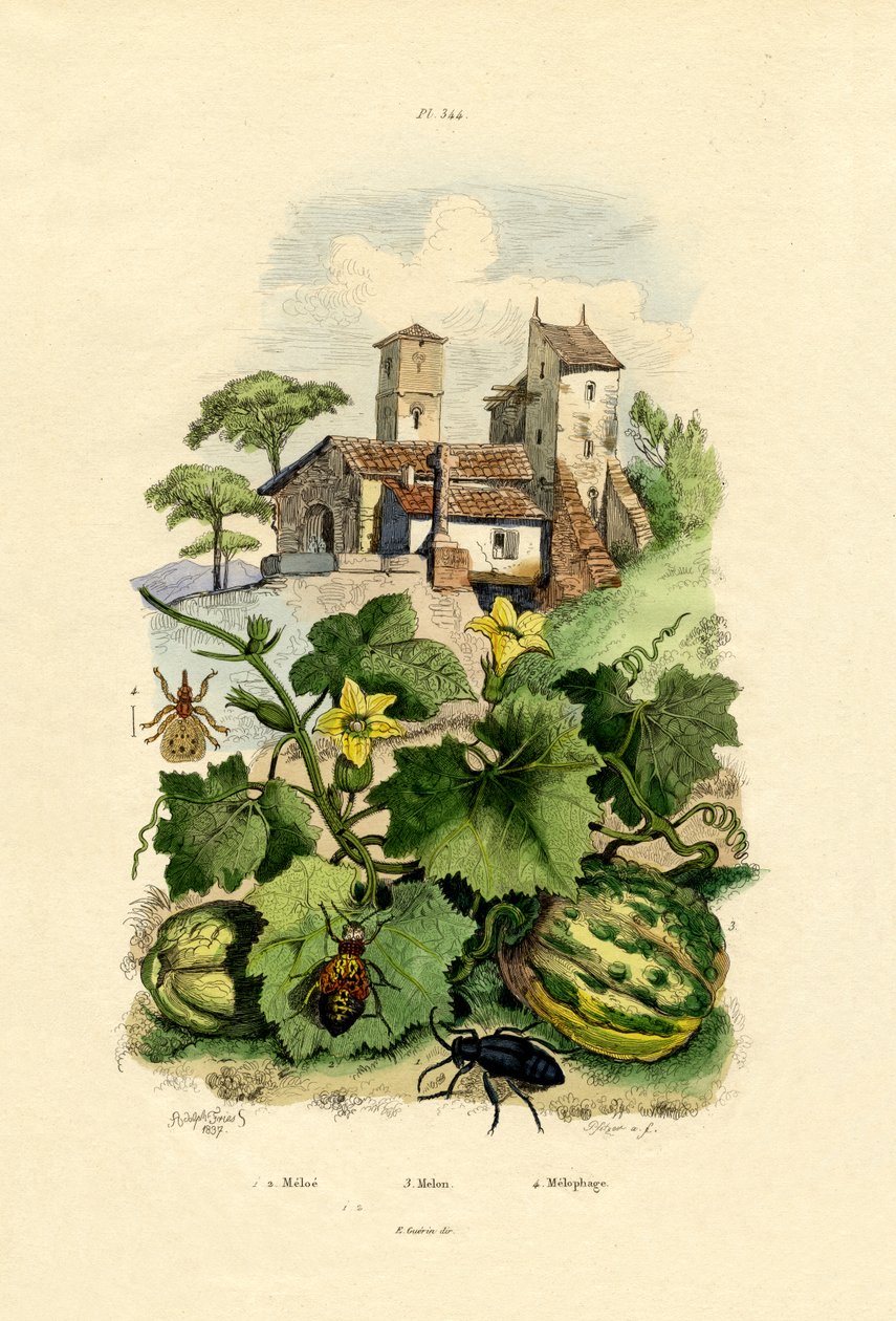 Meloun, 1833-39 od French School