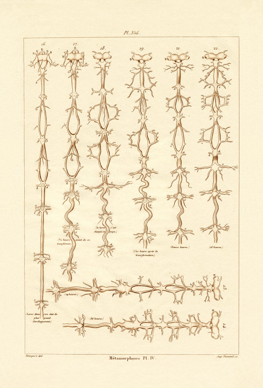 Metamorfóza, 1833-39 od French School