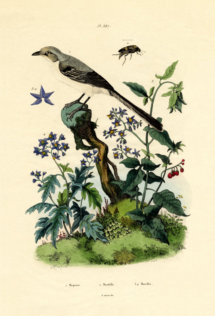 Mockingbird, 1833-39 od French School