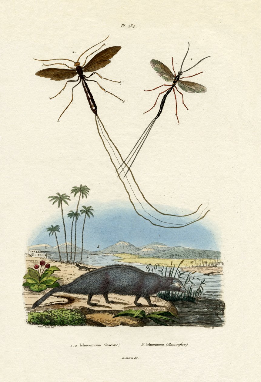 Mongoose, 1833-39 od French School