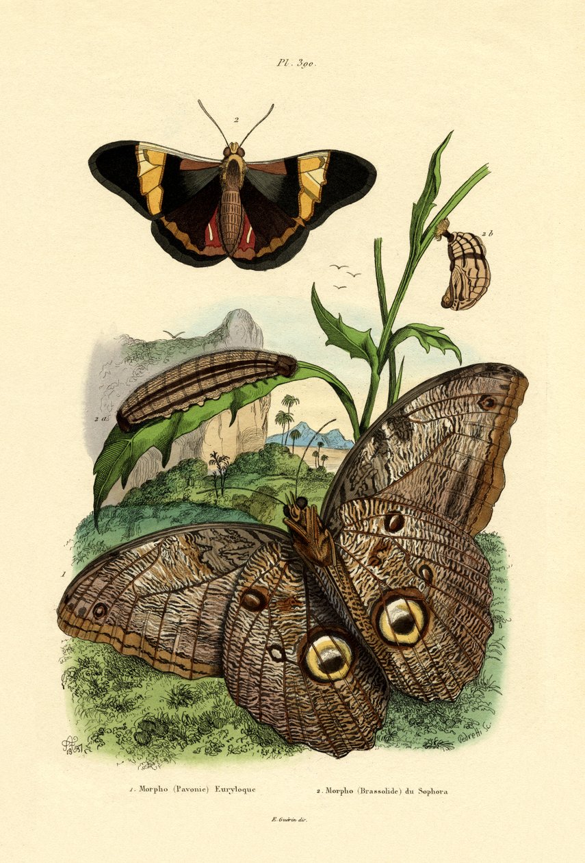 Morpho, 1833-39 od French School