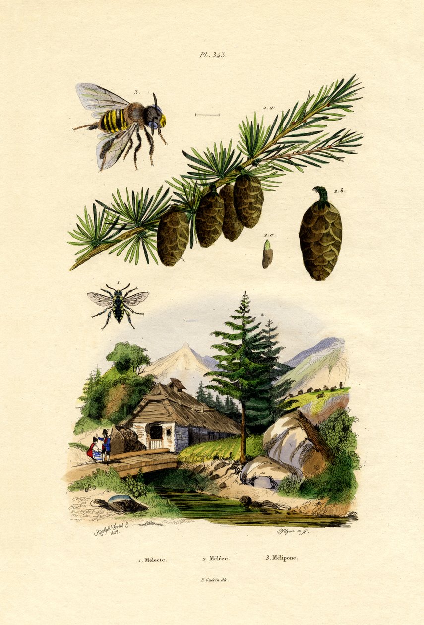 Smuteční včela, 1833-39 od French School