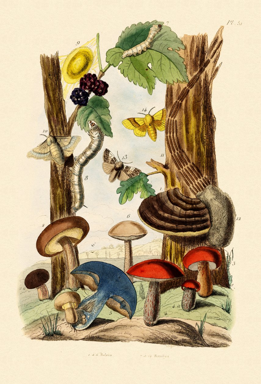 Houby, 1833-39 od French School