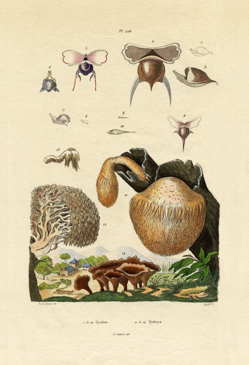 Houby, 1833-39 od French School