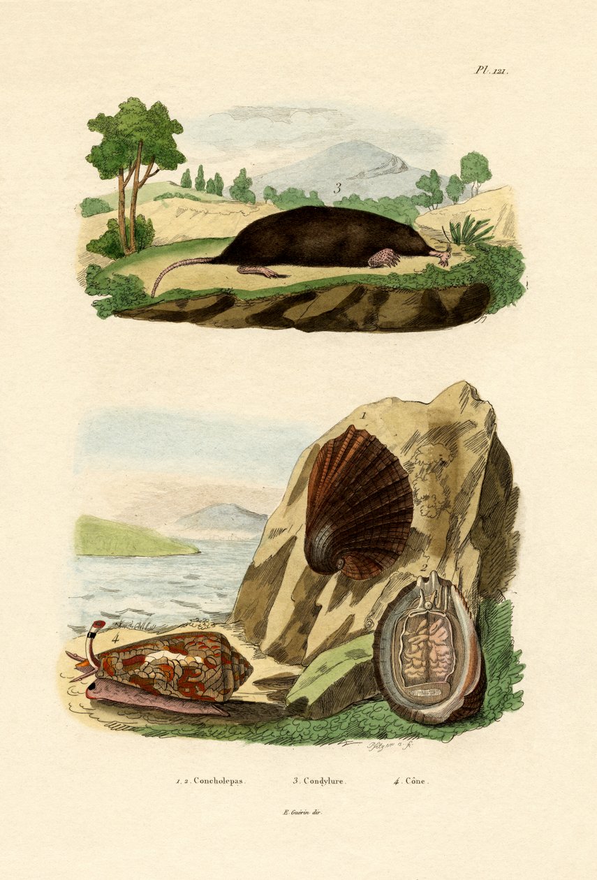 Původní měkkýš, 1833-39 od French School