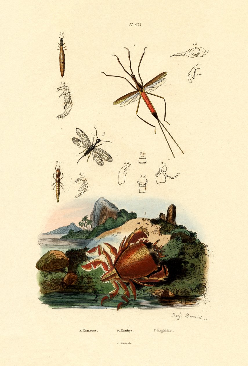 Needle Bug, 1833-39 od French School