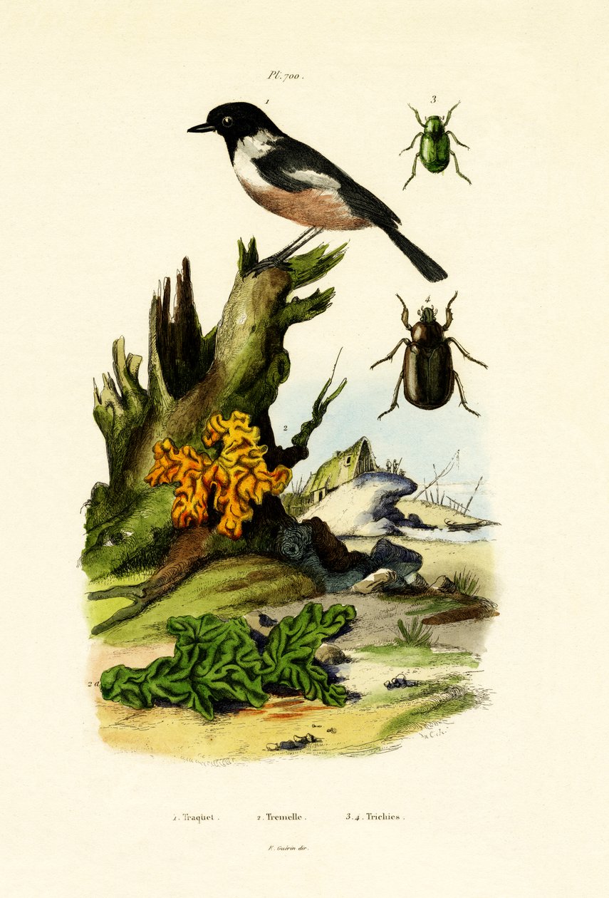 Northern Wheatar, 1833-39 od French School
