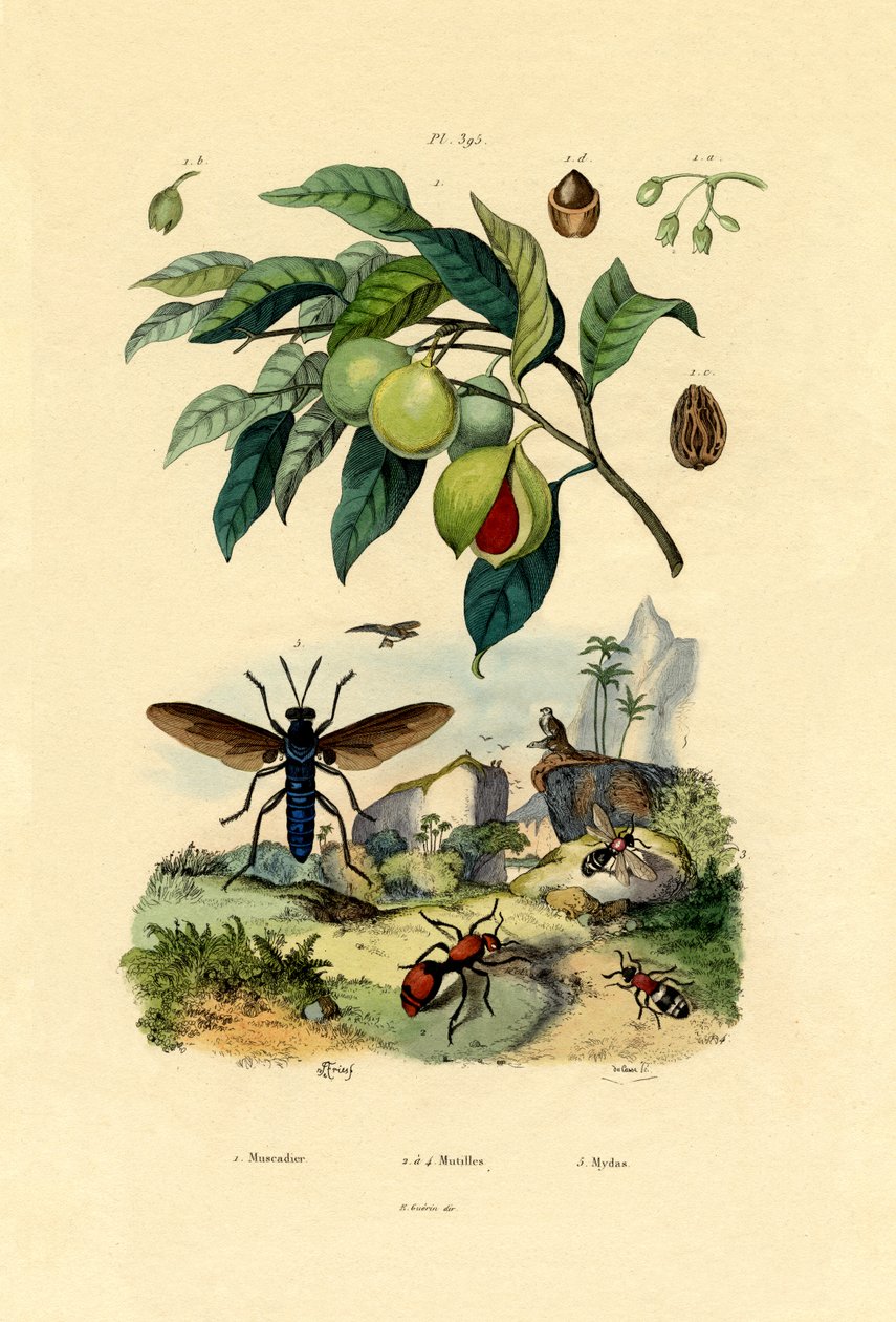 Muškátový oříšek, 1833-39 od French School