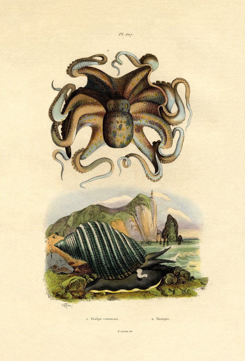 Chobotnice, 1833-39 od French School