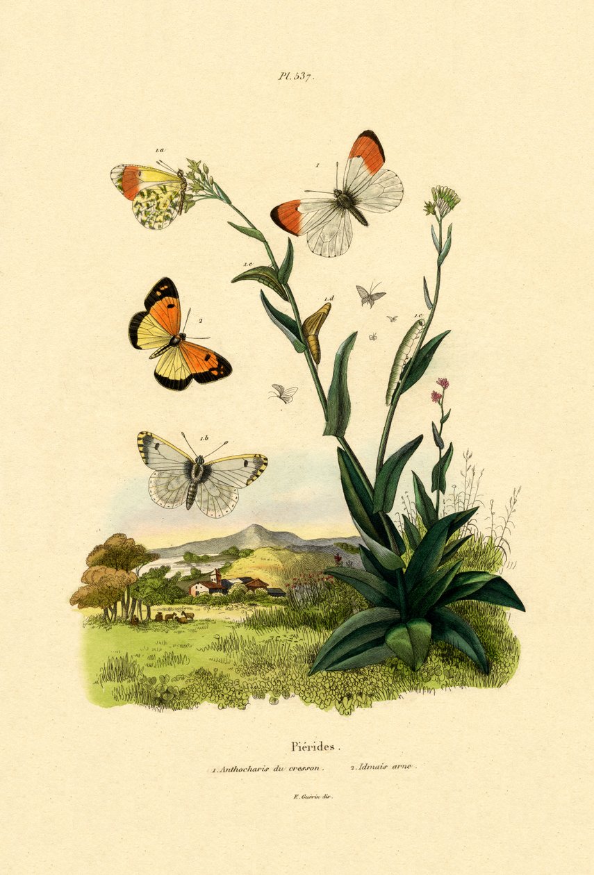 Orange Tip, 1833-39 od French School