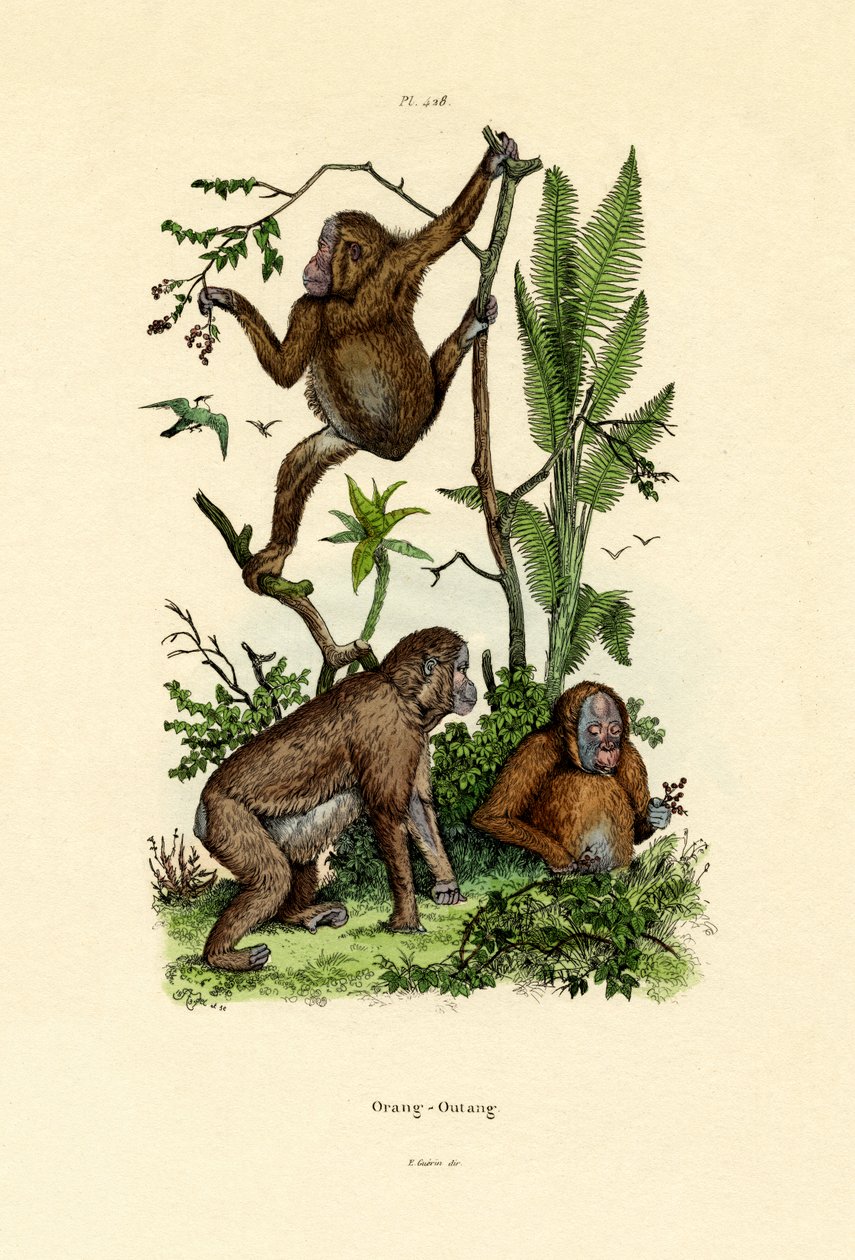 Orangutan, 1833-39 od French School