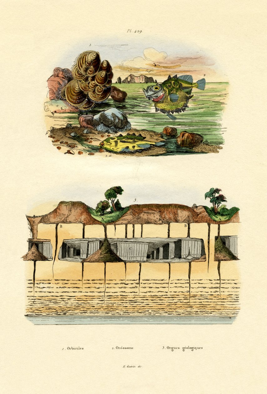 Orbicula Shell, 1833-39 od French School