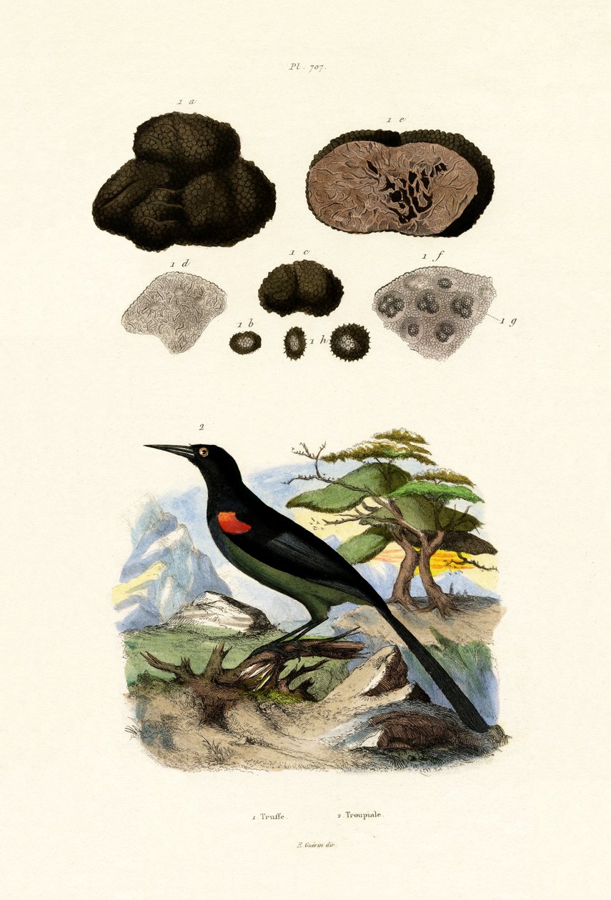 Oriole, 1833-39 od French School