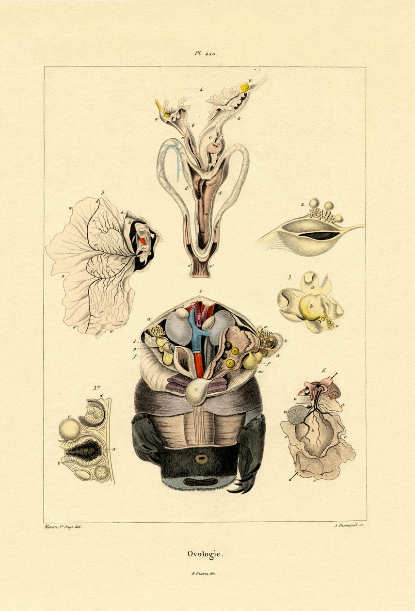 Ovologie, 1833-39 od French School