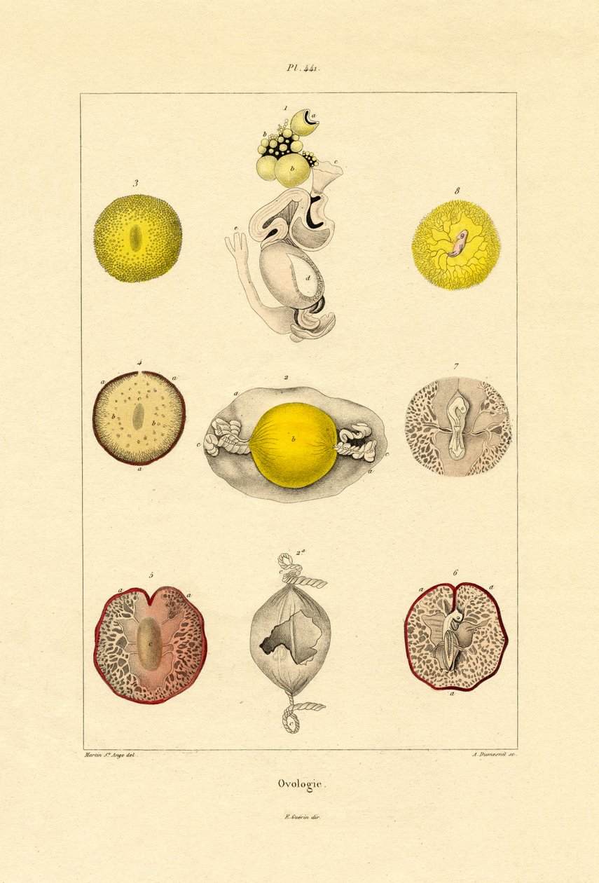 Ovologie, 1833-39 od French School