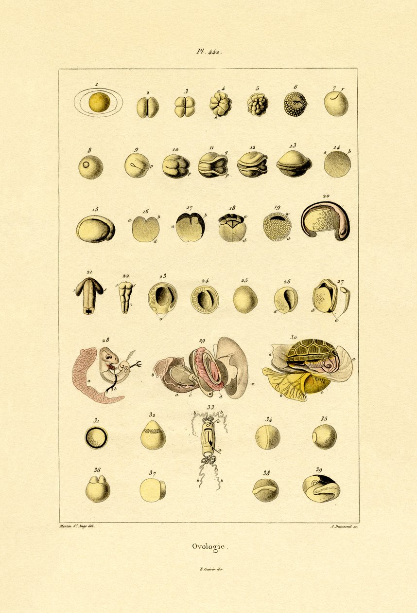 Ovologie, 1833-39 od French School